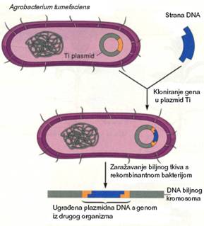 Kloniranje gena od interesa u Ti plazmid